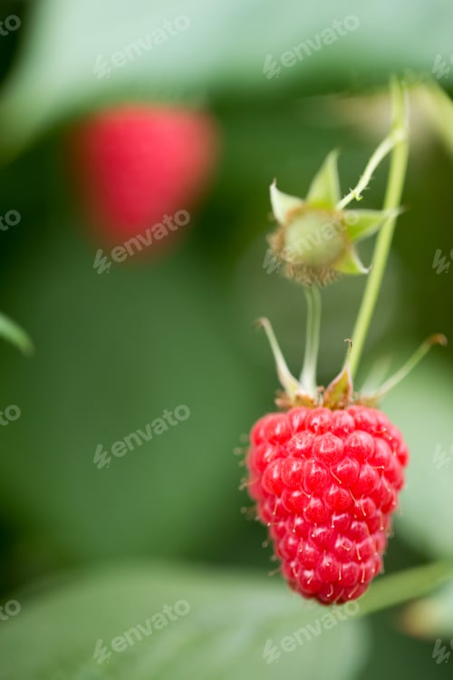 Preview: Eco Raspberry Ripe Close Up In The Garden.