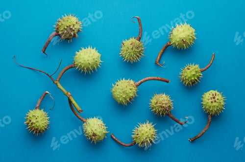 Preview: Green Chestnuts Over Bright Blue Background, Above View