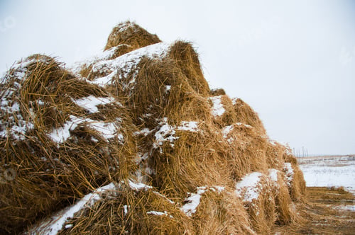 Preview: The Hay Storage Shed Full Of Bales Hay On Farm. Bales Stacked In A Pyramind