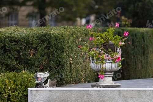 Preview: Broken Flower Pot with Pink Flowers near Hedges