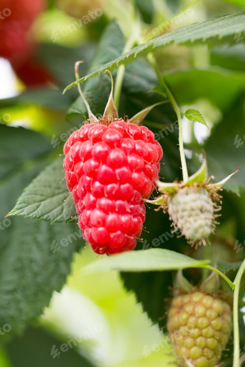 Preview: Eco Raspberry Ripe Close Up In The Garden.