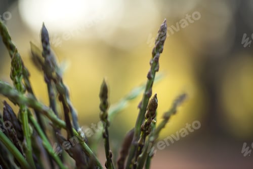 Preview: Bunch Of Fresh Raw Wild Asparagus From The Countryside