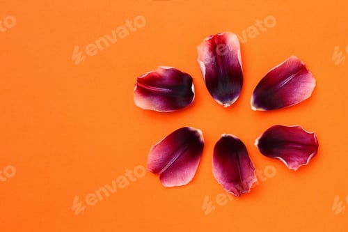 Preview: Flower Petals Arranged on an Orange Background