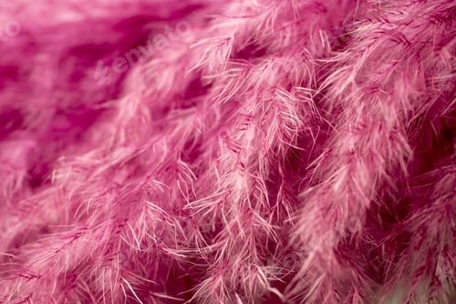 Preview: Purple Feather Abstract Background. Macro Shoot.