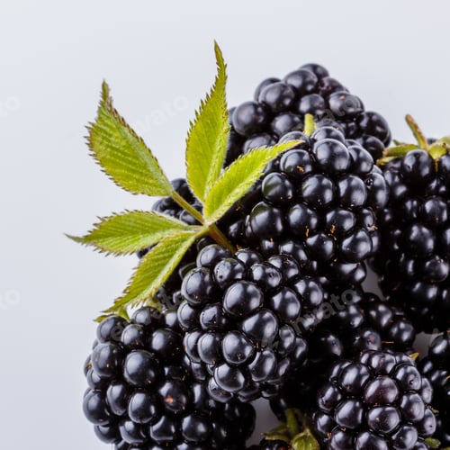 Preview: Juicy Blackberries On A White Acrylic Background