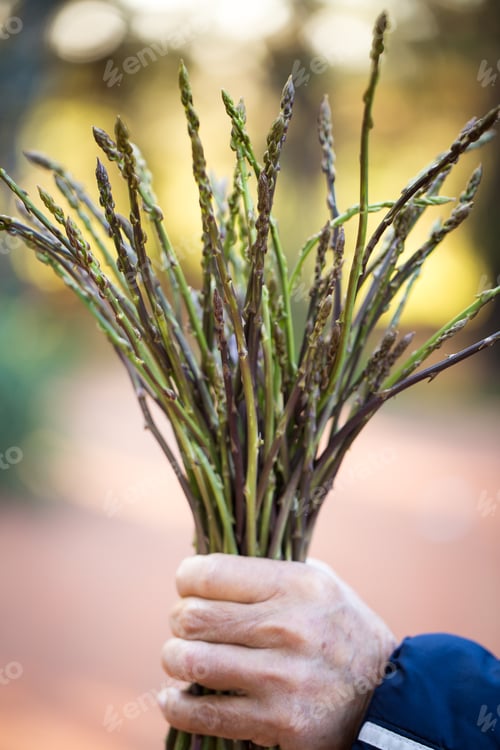 Preview: Bunch Of Fresh Raw Wild Asparagus From The Countryside