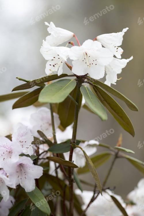 Preview: Rhododendron Bloom In Spring. Beautiful Picture.