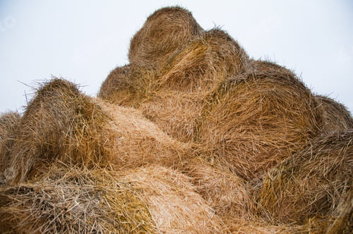 Preview: The Hay Storage Shed Full Of Bales Hay On Farm. Bales Stacked In A Pyramind