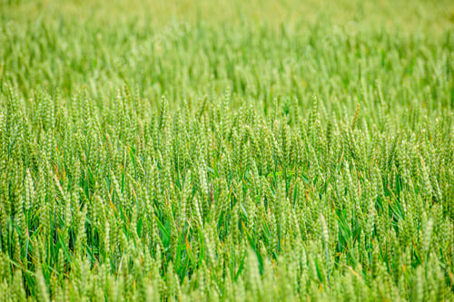 Preview: Green Wheat Growing On The Field In Early Summer
