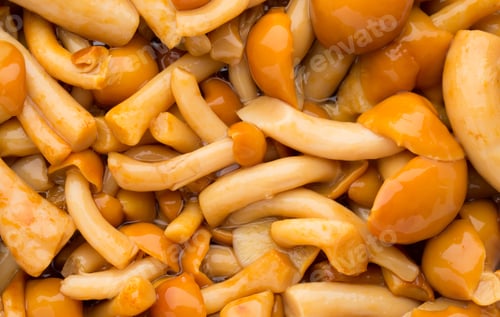 Preview: Shimeji Mushrooms Brown Fumgi Varieties Background.