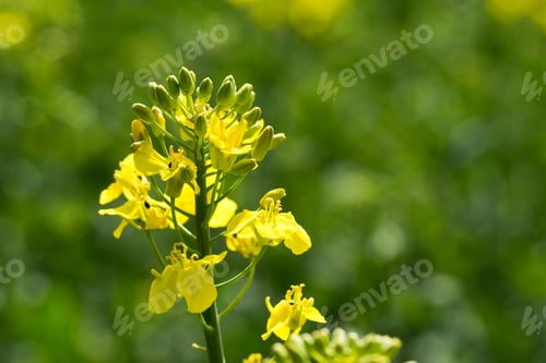 Preview: Rapeseed (Brassica Napus) Is A Crop Grown For Oilseeds, Used Mainly To Produce Oil.