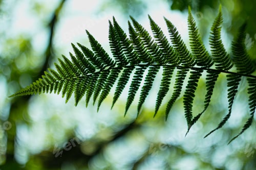 Preview: Ferns (Polypodiophyta) Are A Detachment Of Sprue Vascular Plants, Or Pteridophyta, Whose