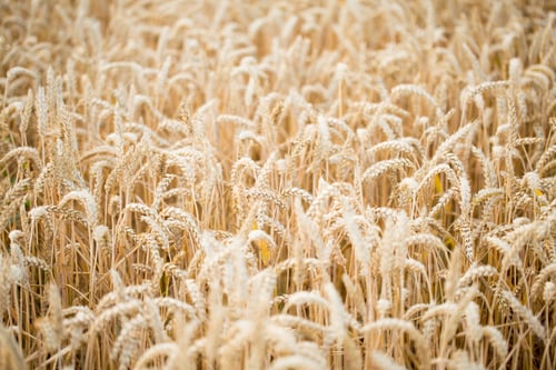 Preview: Field Of Rye. Wheat Of Field.