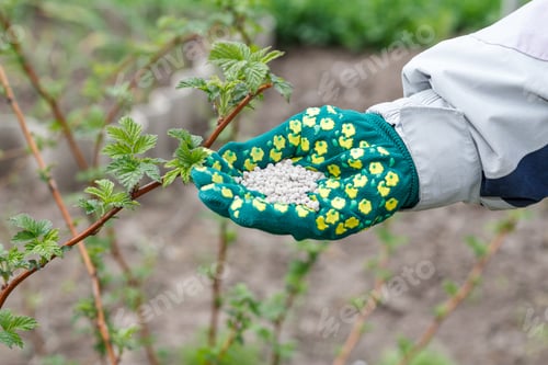 Preview: Farmer Hand Dressed In Green Glove Holding Chemical Fertilizer Next To The Raspberry Bushes In The