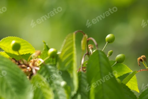 Preview: Green Ripening Fresh Cherries On Branches, Spring Background.