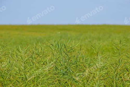 Preview: Ripening Canola On The Field In Early Summer