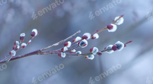Preview: Spring Pussy Twigs, Buds And Blooms Spring On The Trees.