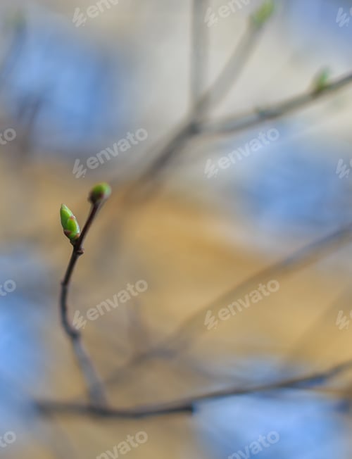 Preview: Swollen Buds On A Branch In A Close-Up Park