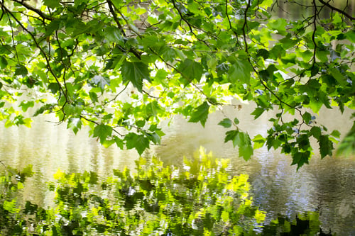 Preview: Green Leaves Reflecting In Water With Some Copy Space