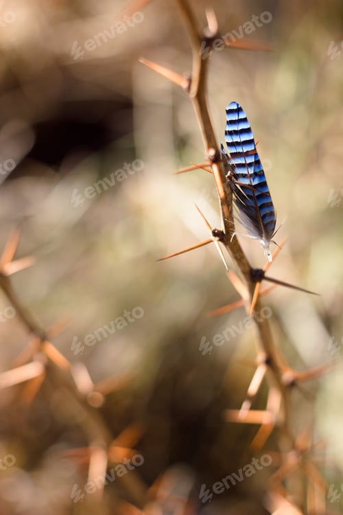 Preview: Bird Feather, Jay Feather On Thorns, Spring Colors And Background.