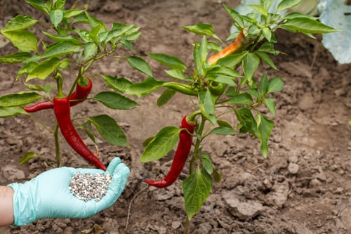 Preview: Farmer Hand In A Nitrile Glove Holding Chemical Fertilizer To Give It To A Chili Pepper Bush In The