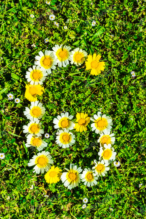 Vista previa: Alphabet Texture, Letter G Made Of Daisy Flowers Petals, Floral Font In Green Fresh Grass.