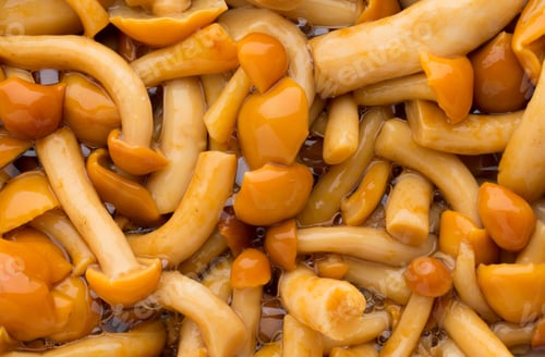 Preview: Shimeji Mushrooms Brown Fumgi Varieties Background.