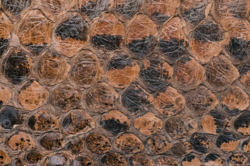 Preview: Snake Skin Texture As A Background