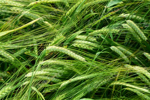 Preview: Ripening Barley On The Field In Early Summer