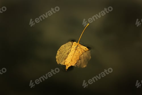 Preview: Autumn Leaf In Water On A Dark Abstract Background