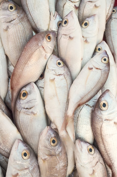 Preview: Various Fresh Fish And Seafood At The Fish Market In In Goynuk, Turkey