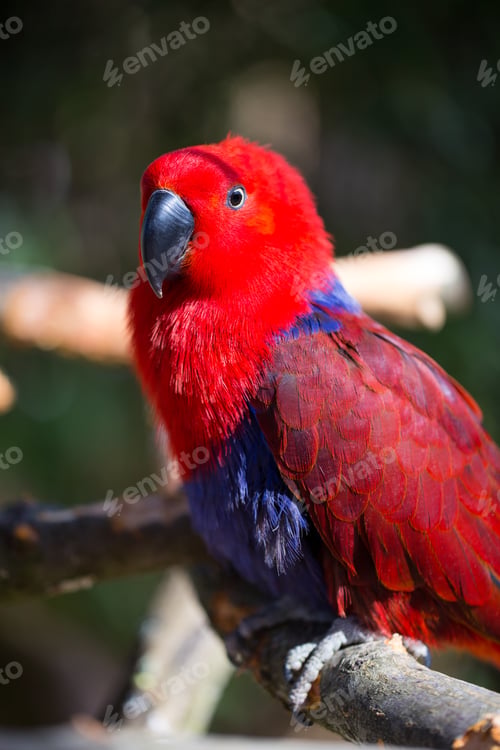 Preview: Parrot Portrait Of Bird. Wildlife Scene From Tropic Nature.