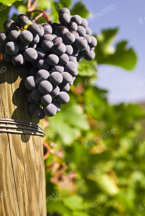 Preview: Vineyard