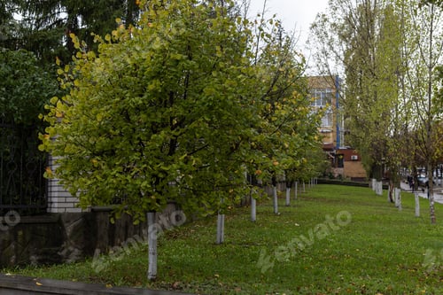Preview: Maple Tree In Autumn In The Park, Selective Focus.