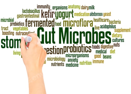 Preview: Gut Microbes Word Cloud Hand Writing Concept On White Background.