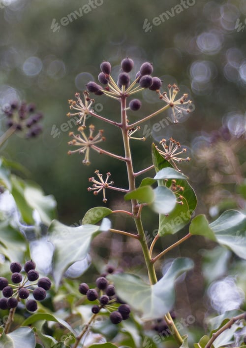 Preview: Hedera Helix - Poisonous Climbing Garden Plant In The Background.