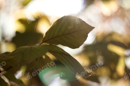 Preview: Beech Tree, Spring Beech Leaf And Twig, Spring Scene, Reflections And Rays Of The Sun In The Beech