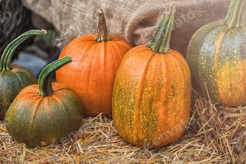 Preview: Pumpkins On Sale At One Of The Street Seasonal Markets In Sweden.