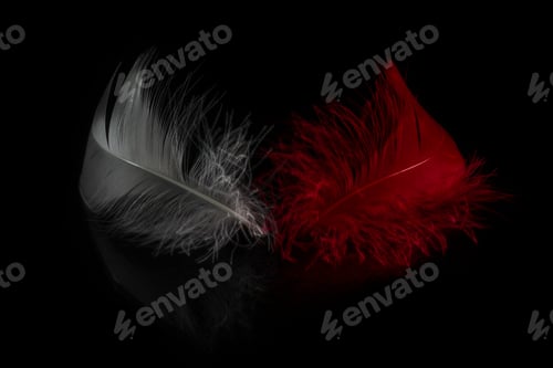 Preview: Close-Up View Of Two Colored Feathers On Black Background