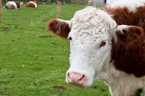 Preview: Sweet Cow Portrait On A Farm Pasture (More Cows Laying At The Background)