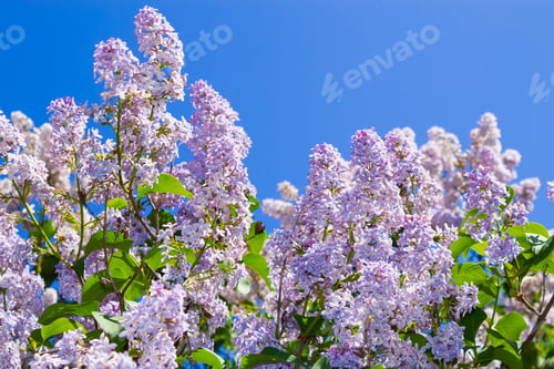 Preview: The Branches Of Lilac, Selective Focus