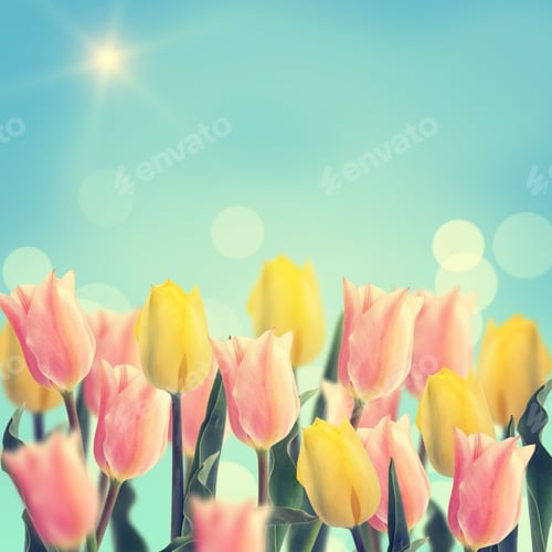 Preview: Postcard With Fresh Flowers Pink And Yellow Tulips And Place For Your Text. Abstract Background For