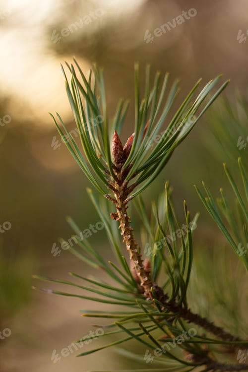 Preview: Pine Twig And Green Needle On Abstract Background For Christmas Decoration.