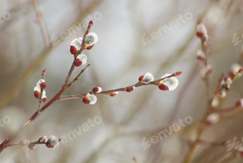 Preview: Spring Pussy Twigs, Buds And Blooms Spring On The Trees.