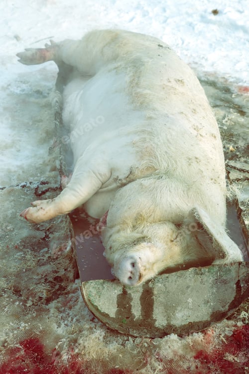 Preview: Pig Slaughtered With Hot Water To Remove Hair. Home Butchering. Vintage Style.