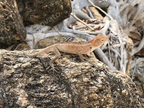 Preview: Lizard On A Rock In Koh Samet Island Thailand