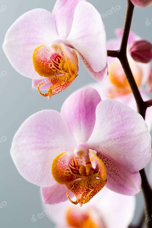 Preview: Orchid Floweron The Grey Background.