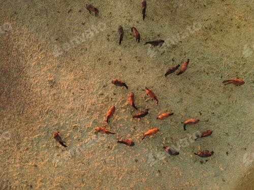 Preview: Aerial View Of Group Of Horses At Evening. Herd Of Young Horses Running, Top View.