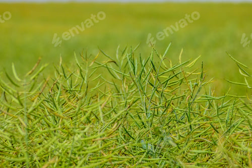 Preview: Ripening Canola On The Field In Early Summer