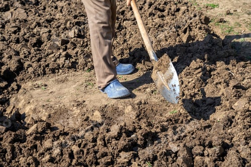 Preview: Worker Digging In A Garden With Shovel. Preparing Organic Garden For Spring Planting Vegetables.